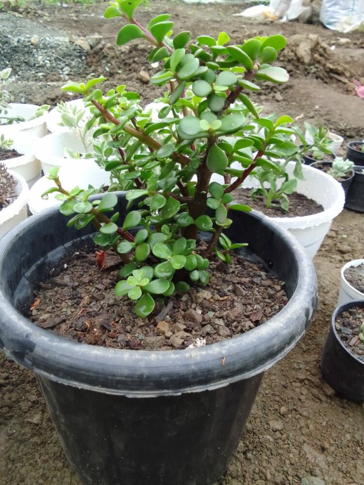 Jade Succulent Plant 750x1000 